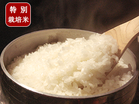 新米【R5年産】特別栽培米（5割減農薬米） 滋賀県 近江米 コシヒカリ